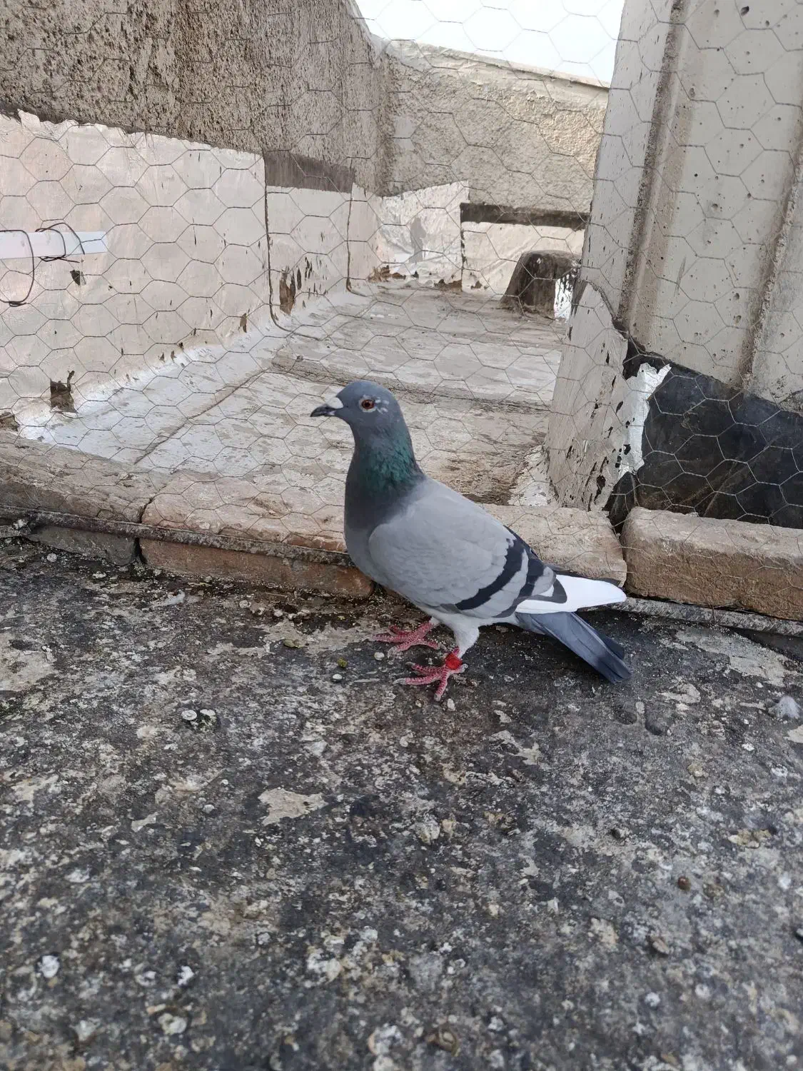 کفتر پلاکی|پرنده|الوند, |دیوار