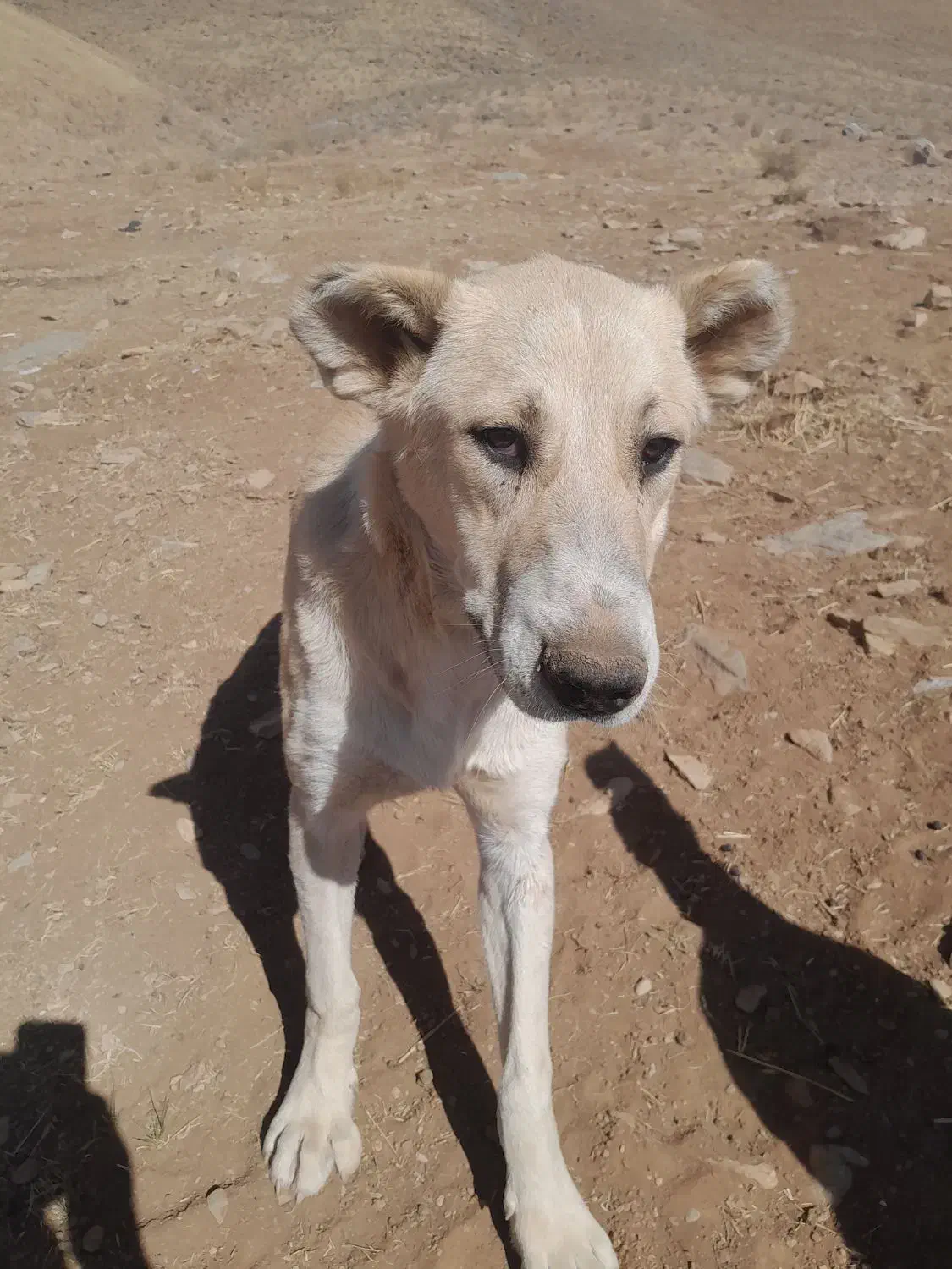 سگ ۹ ماهه سرابی گله ای وجونوری|سگ|شازند, |دیوار