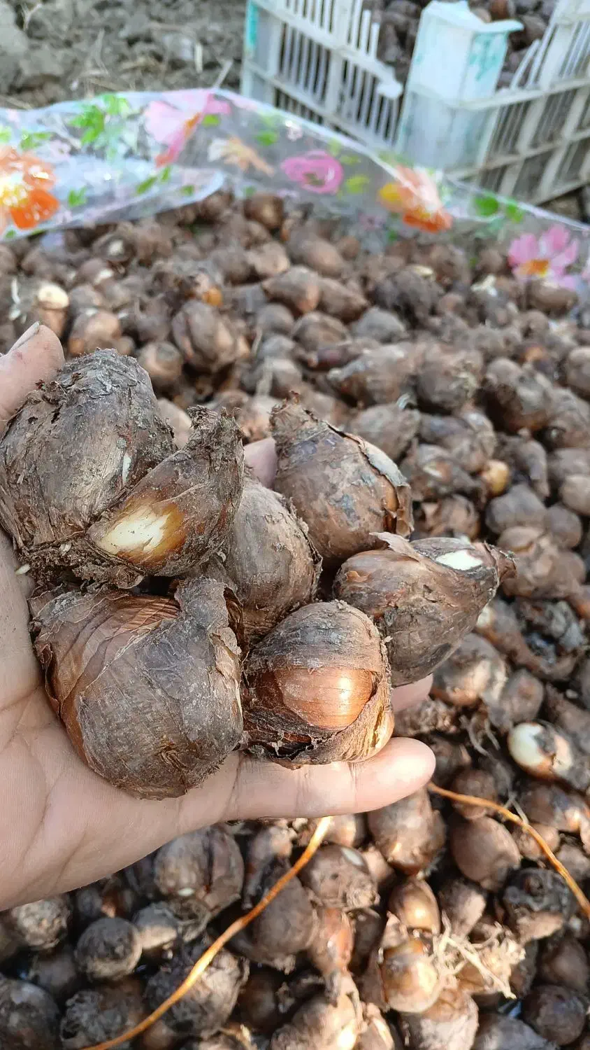 پیاز گل نرگس نوع شهلا|گل و گیاه طبیعی|کوهی‌خیل, |دیوار