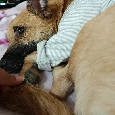 واگذاری سگ|سگ|خمینیشهر, |دیوار