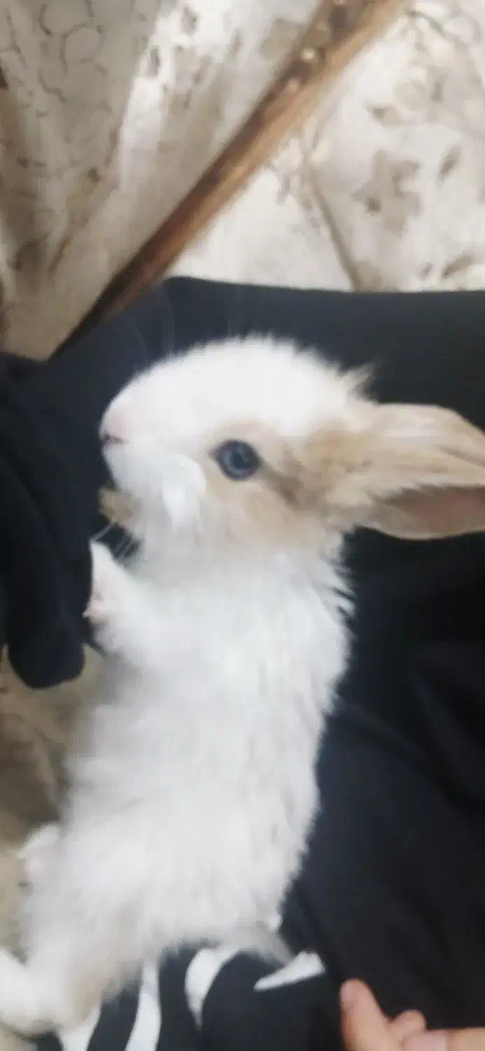 خروش اهلی|موش و خرگوش|الوند, |دیوار