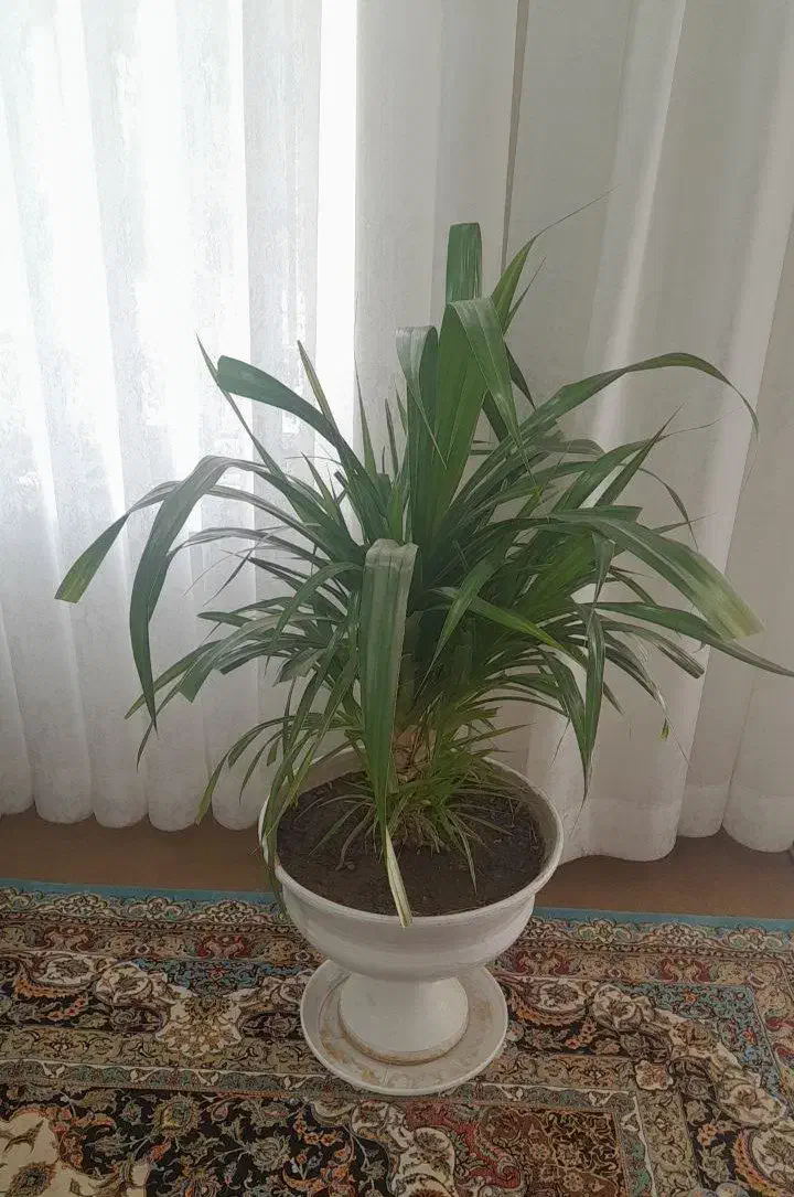 گل پاندانوس ابلق|گل و گیاه طبیعی|تربت جام, تیپ ۳۸ زرهی تربت جام|دیوار