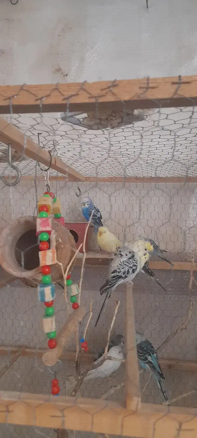 مرغ عشق|پرنده|اردبیل, |دیوار