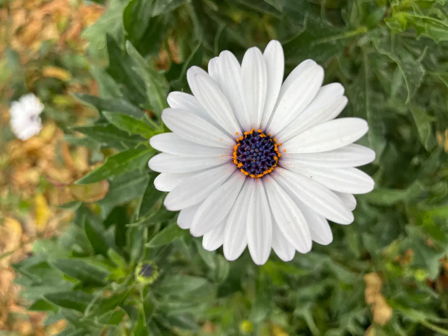 آگهی همکاری|استخدام آموزشی|تبریز, |دیوار