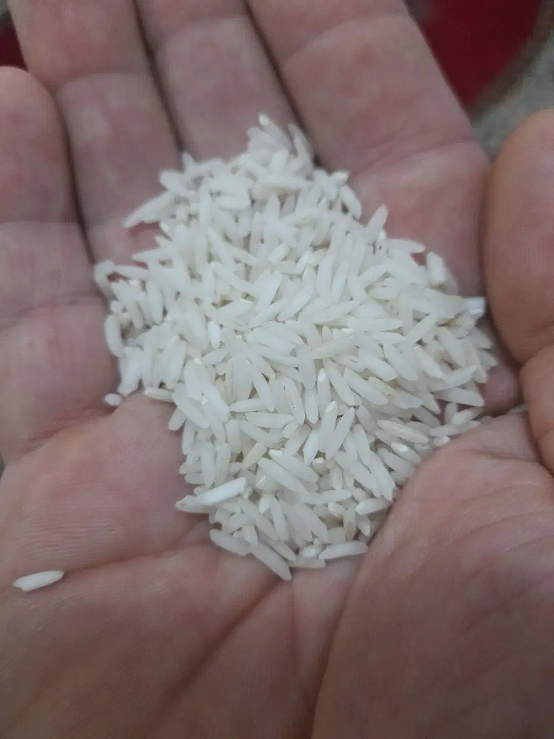 برنج هاشمی درجه یک ، به شرط پخت و طعم برنج|خوردنی و آشامیدنی|آستانه اشرفیه, |دیوار