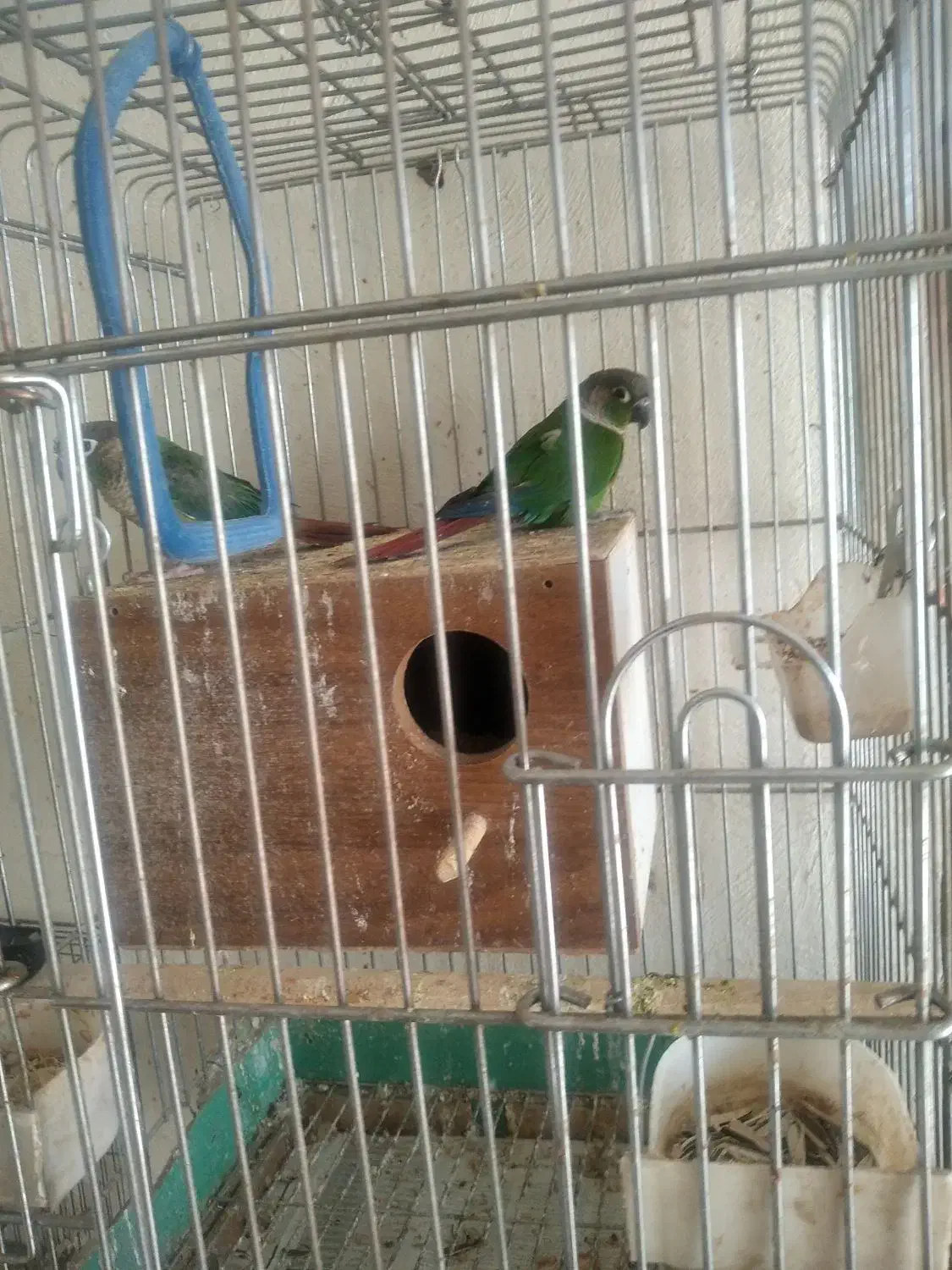 فروش چندجفت پرنده|پرنده|کرمان, |دیوار