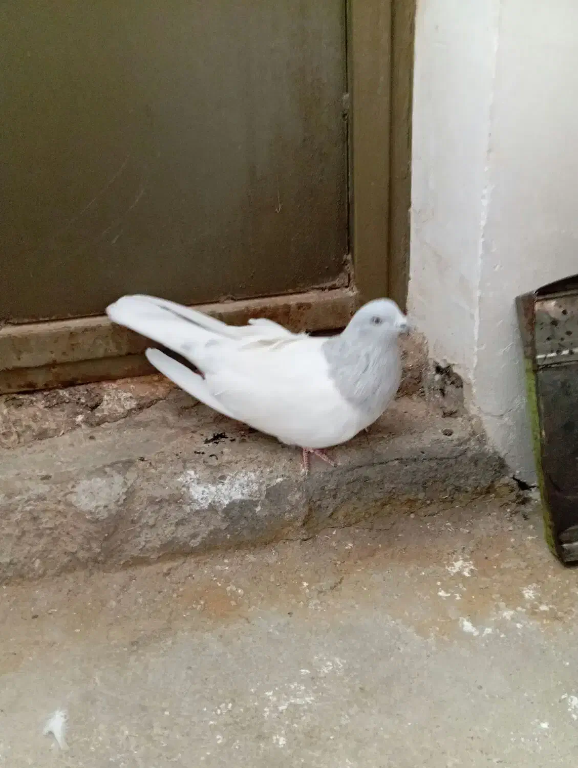 ماده درشت زینتی|پرنده|بانه, |دیوار