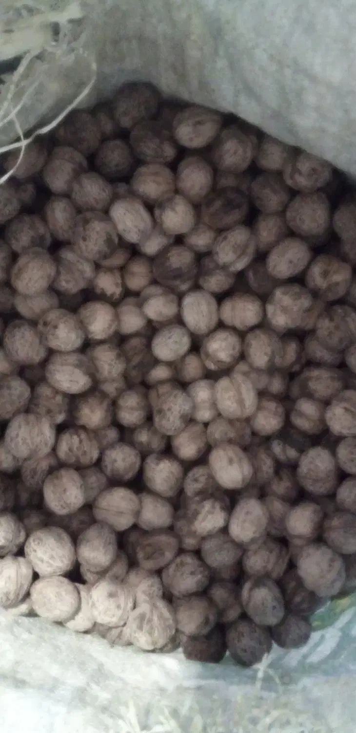 گردو درجه یک|عمده‌فروشی|سیلوانه, |دیوار