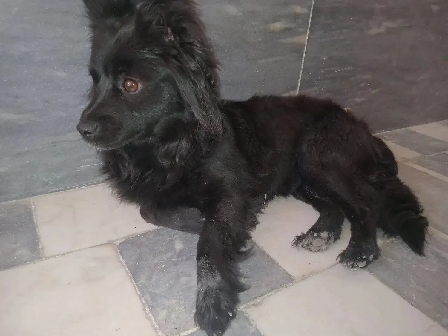 گمشده ۱۵ فروردین تهرانپاس|حیوانات|تهران, تهرانپارس شرقی|دیوار