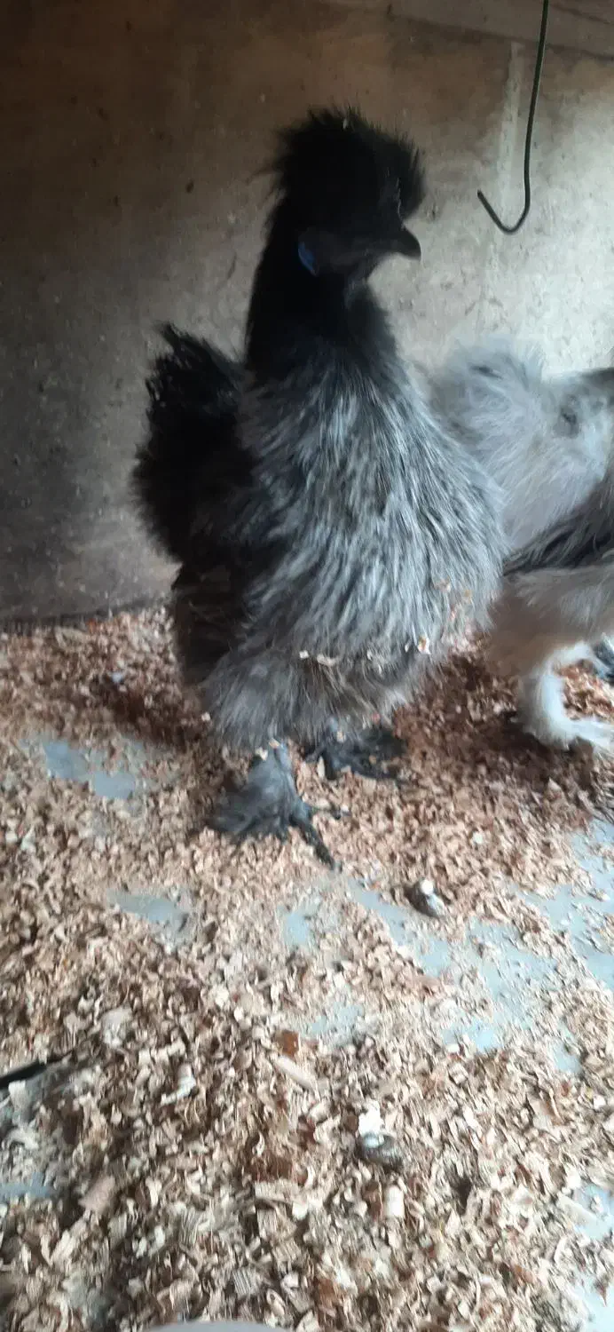 تخم ابریشمی|حیوانات مزرعه|رشت, حومه رشت|دیوار