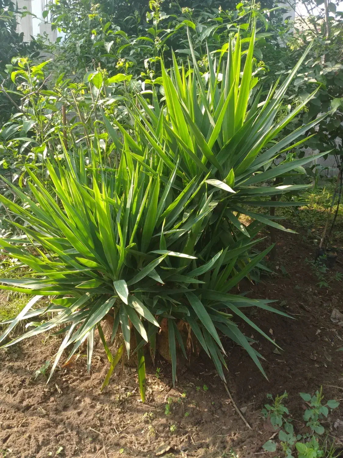 درختچه یوگا|گل و گیاه طبیعی|رودسر, |دیوار