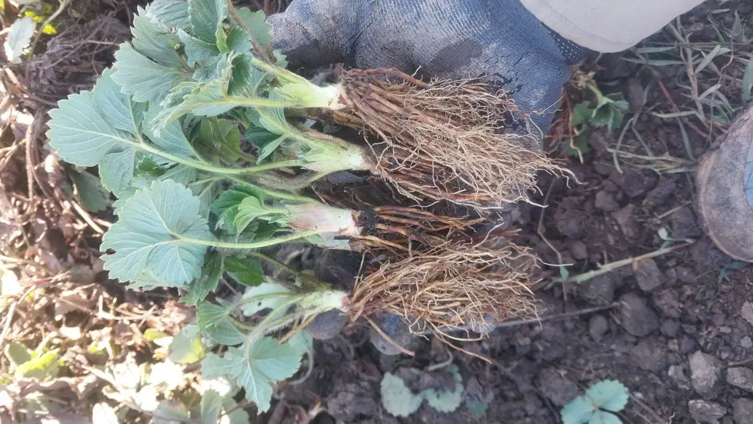 توت فرنگی نهال کاماروس‌دانه ای|حراج|خان ببین, |دیوار