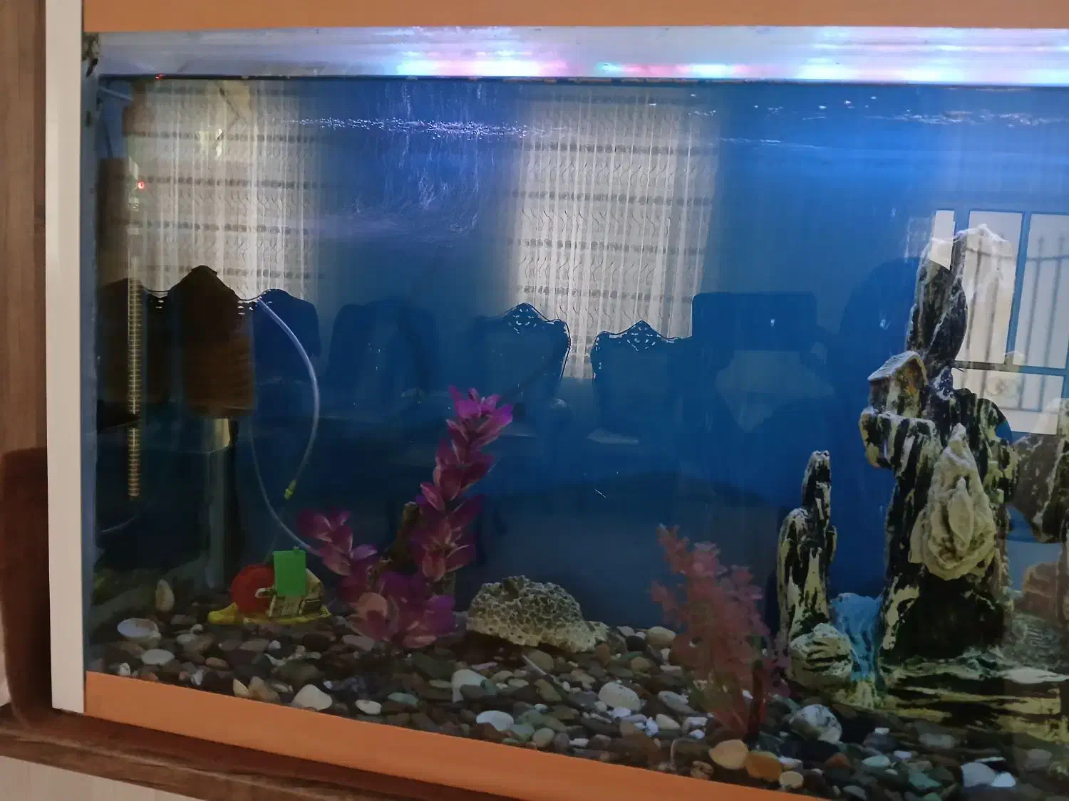 آکواریوم بزرگ|ماهی|ابهر, |دیوار