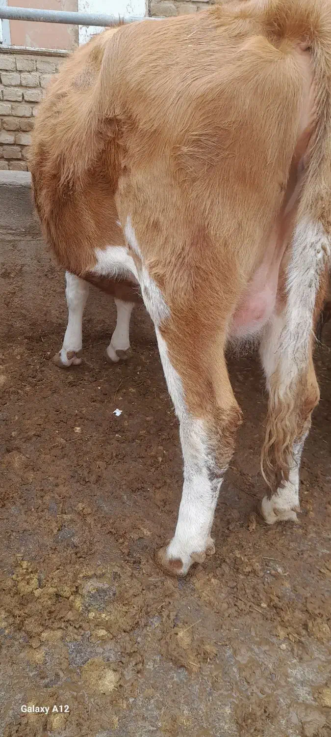 فروش تلیسه شکم اول|حیوانات مزرعه|میاندوآب, |دیوار