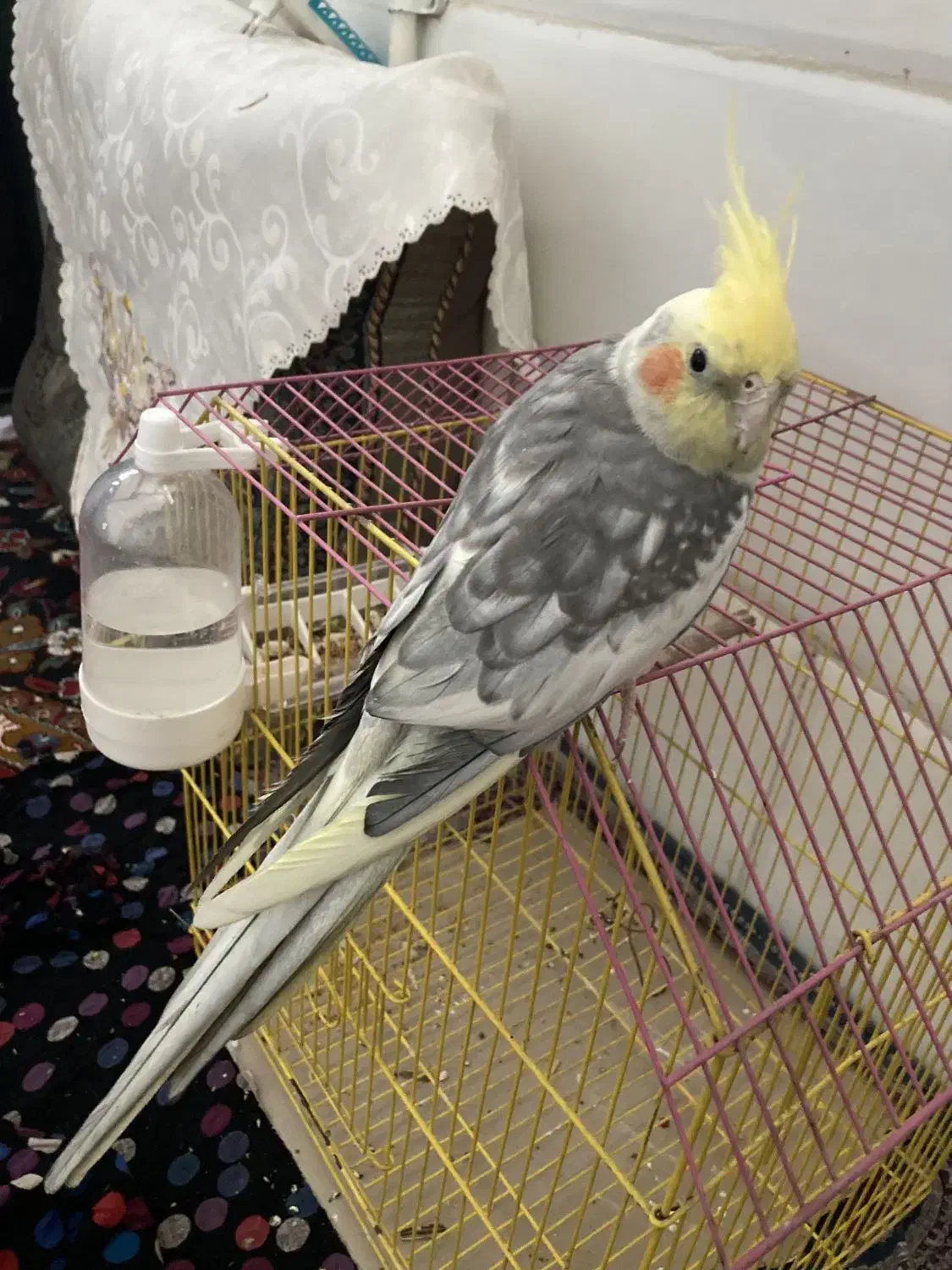 عروس هلندی|پرنده|یزد, |دیوار