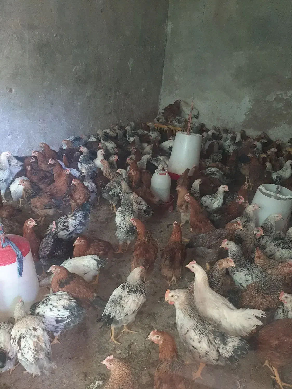 جوجه|حیوانات مزرعه|دهدشت, |دیوار