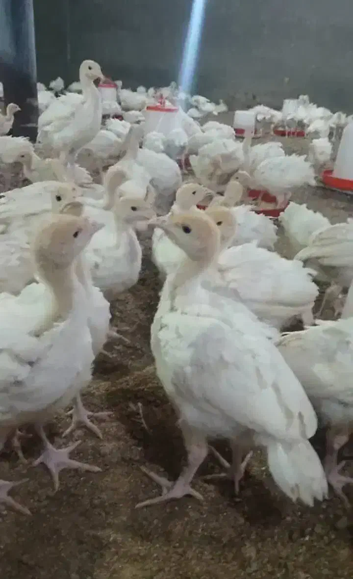 جوجه بوقلمون بیوتی۶فوق سنگین|حیوانات مزرعه|اقلید, |دیوار