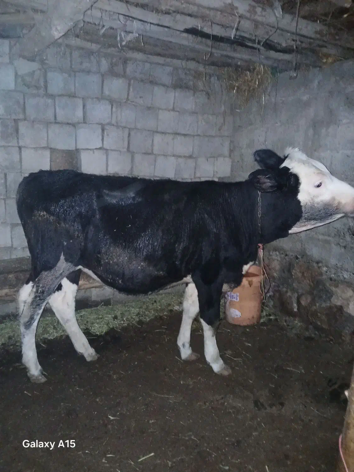 کوساله سمینتال|حیوانات مزرعه|محمدبار, |دیوار