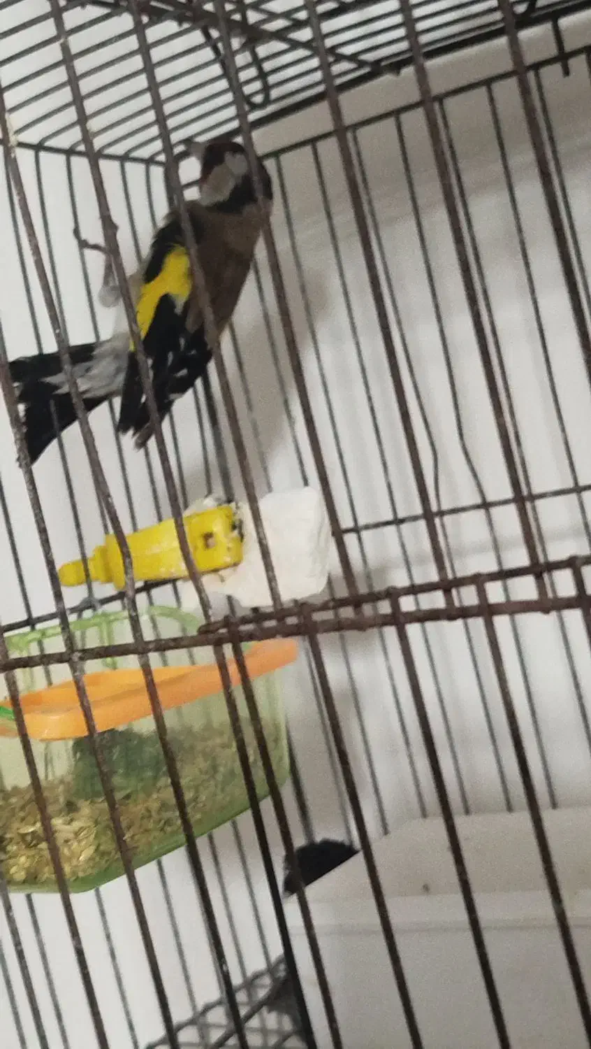 سهره  قفسی|پرنده|ایذه, |دیوار