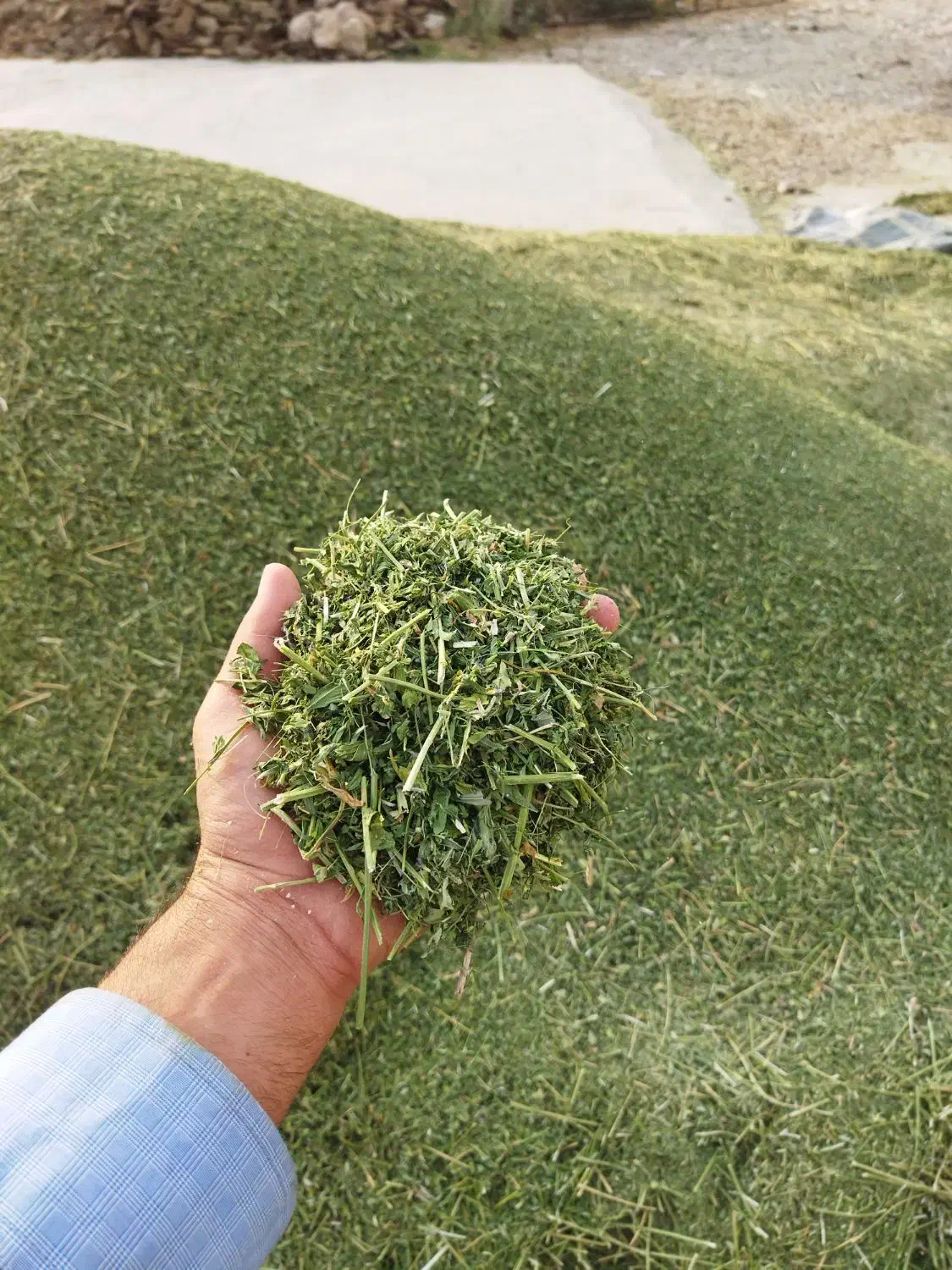 یونجه|خدمات باغبانی و درختکاری|دهدشت, |دیوار