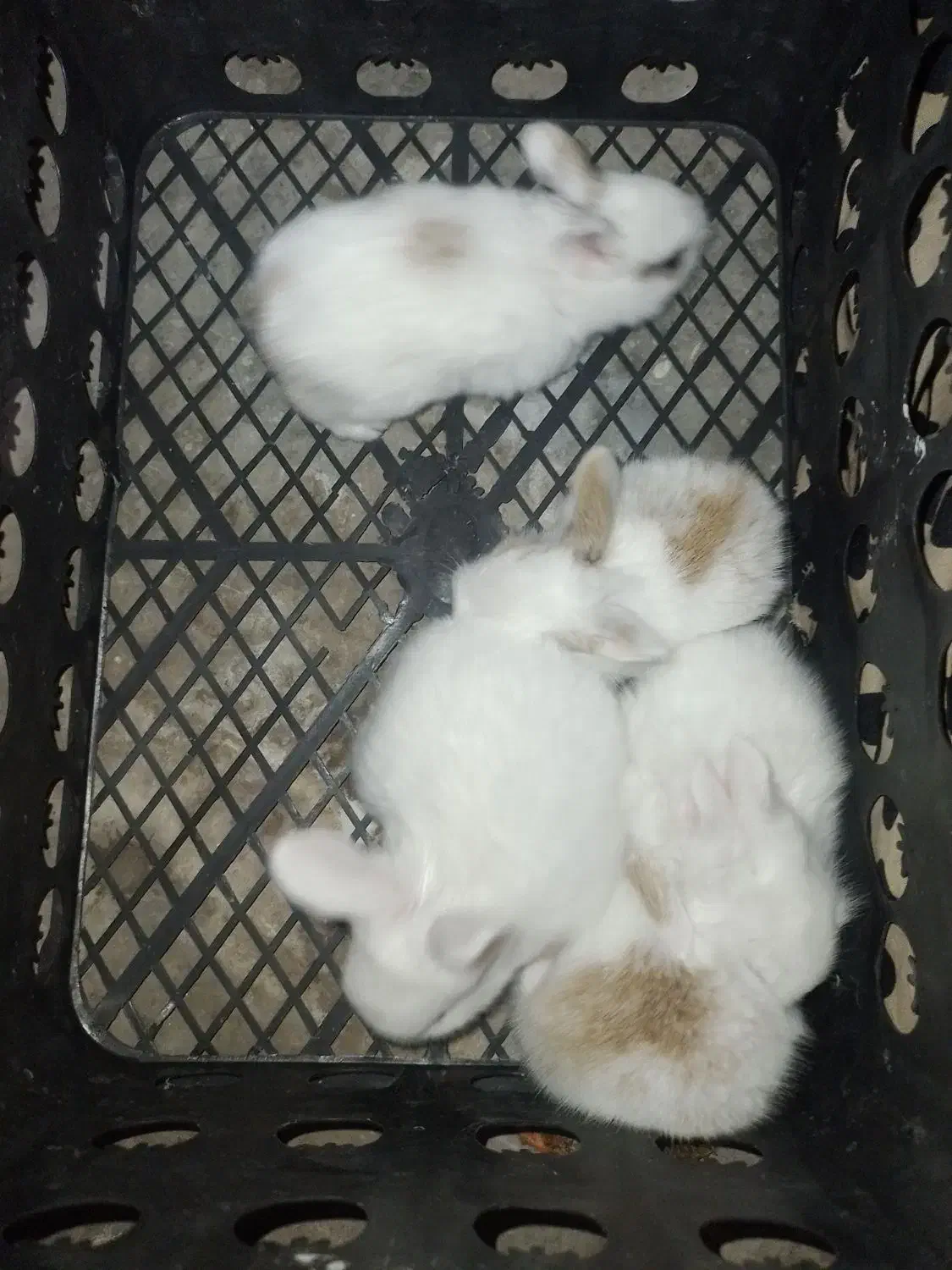 خرگوش نی نی|موش و خرگوش|برازجان, |دیوار