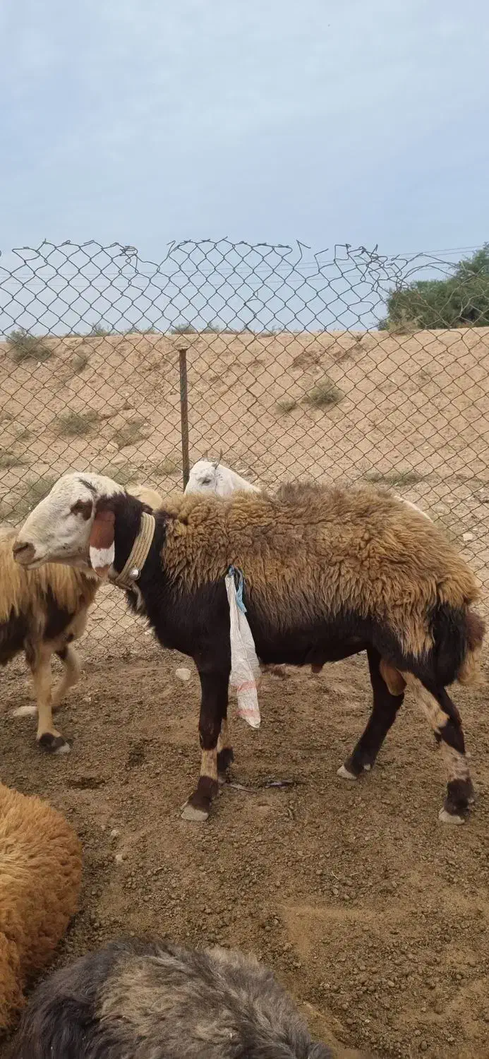 نرمیش|حیوانات مزرعه|اندیمشک, |دیوار