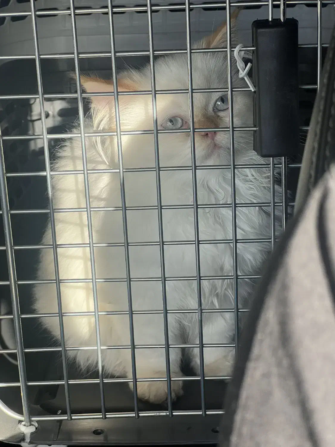 گربه پرشین سوپر فلت چشم آبی|گربه|مشهد, گوهرشاد|دیوار