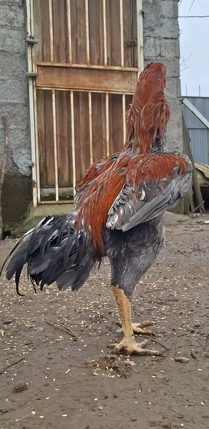 خروس لاری|حیوانات مزرعه|رشت, شکار اسطلخ|دیوار