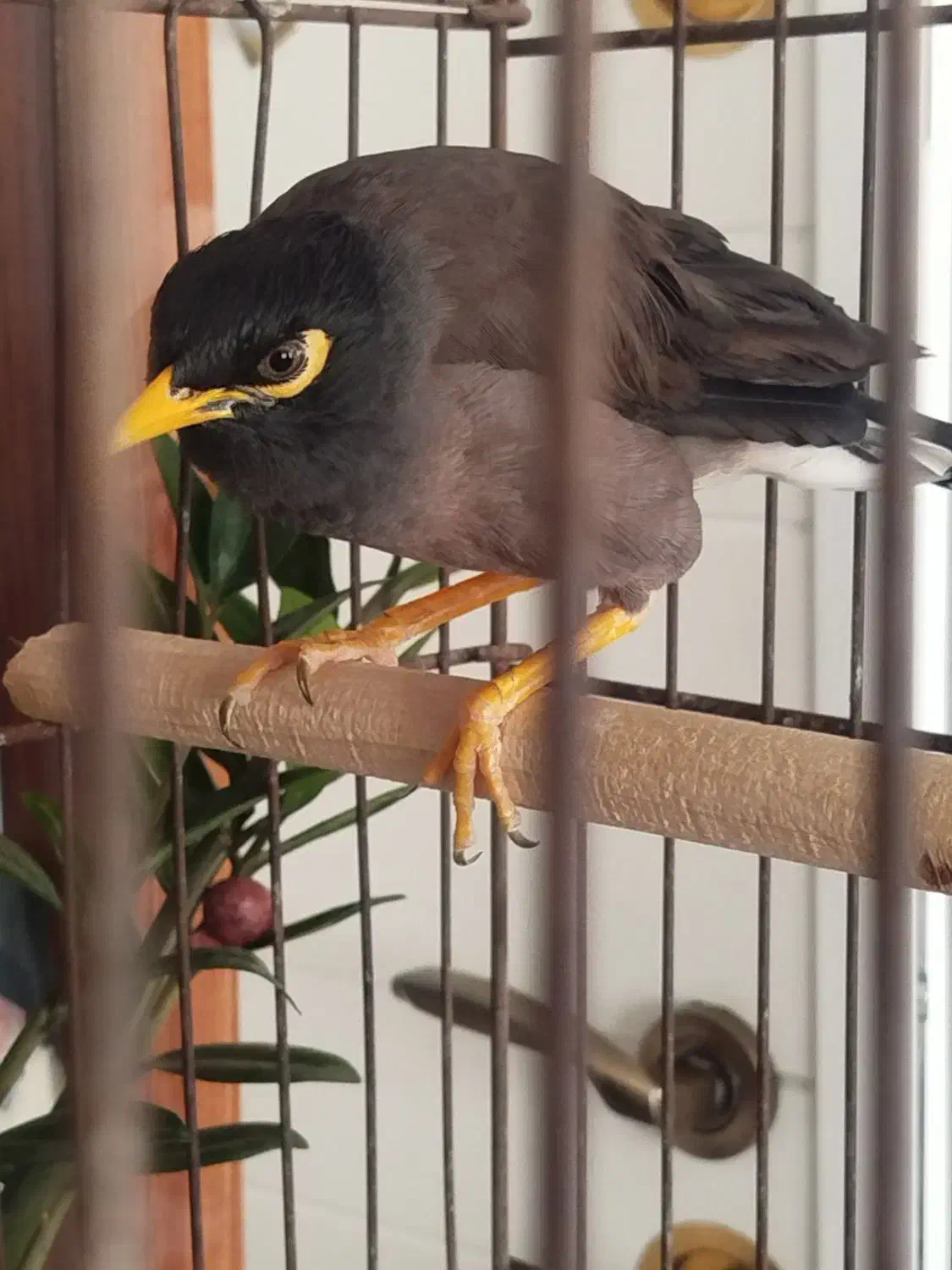 یک عدد مرغ مینا و سیره پرصورتی|پرنده|تهران, تهرانسر غربی|دیوار