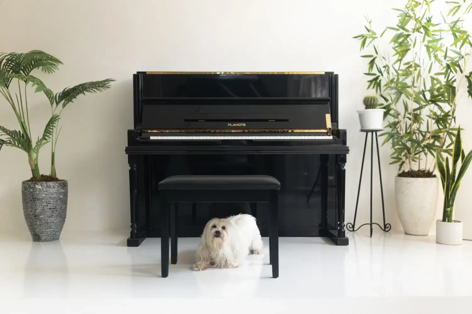 Planot UW120 الکتریک|پیانو، کیبورد، آکاردئون|مشهد, دانشجو|دیوار