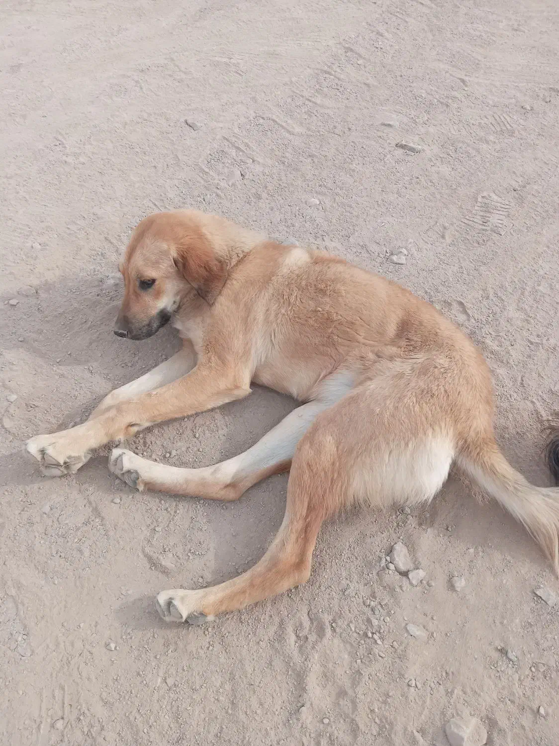 واگذاری سگ ماده جوان|سگ|رشتخوار, |دیوار