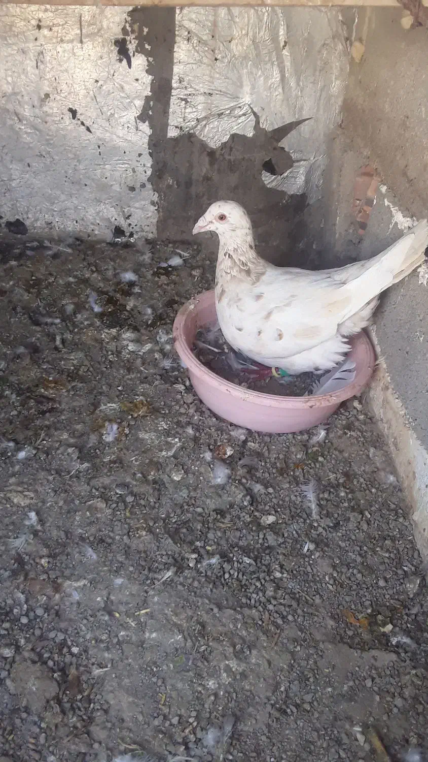 کبوتر|پرنده|محمدیه-قزوین, |دیوار