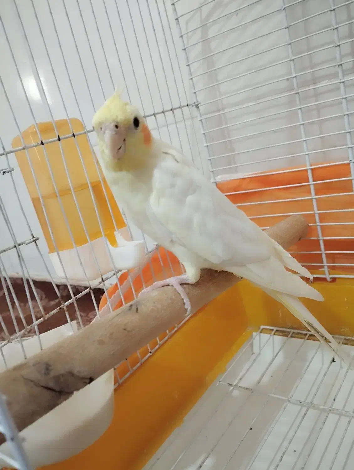 جفت عروس هلندی|پرنده|بندرعباس, |دیوار