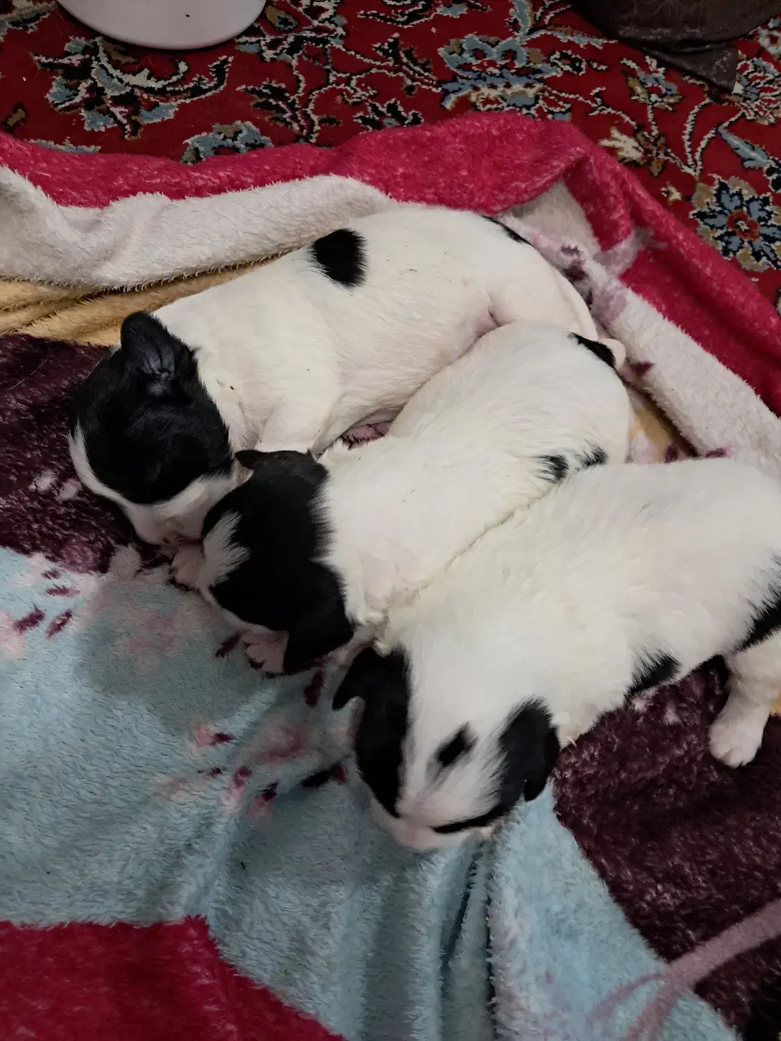 سگ تریر|سگ|رشت, حومه رشت|دیوار