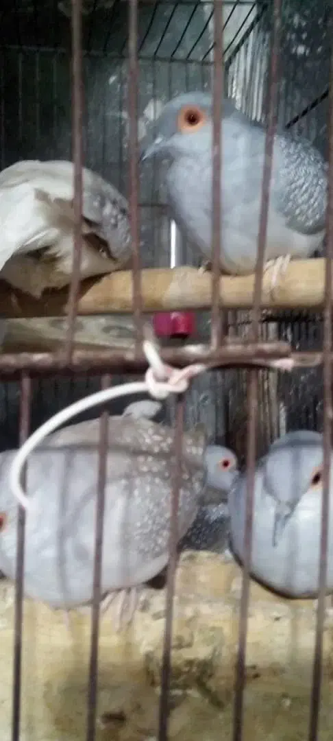 کبوتر تزینی|پرنده|کازرون, |دیوار