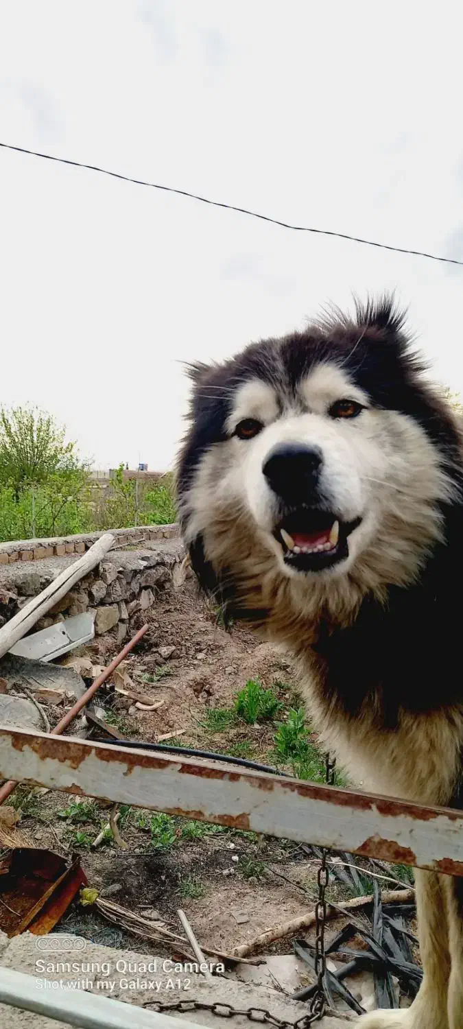 سگ هاسکی|سگ|نیشابور, مازول|دیوار