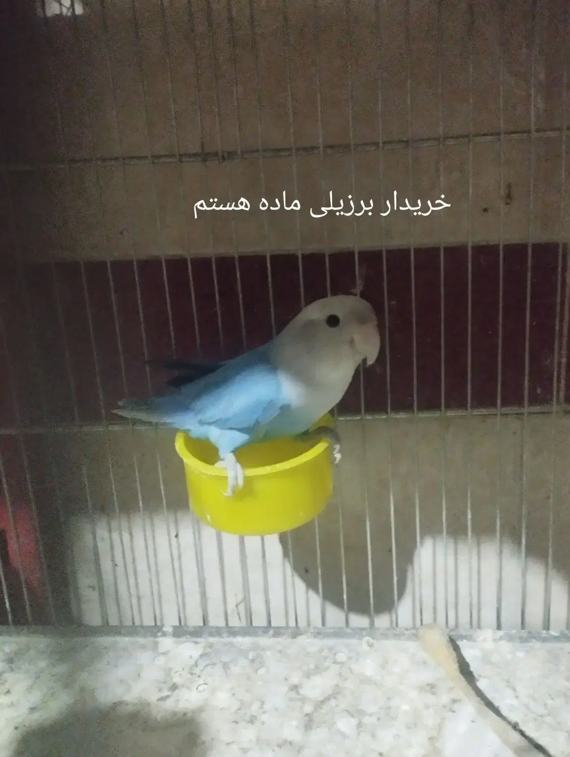 برزیلی|پرنده|اشنویه, |دیوار