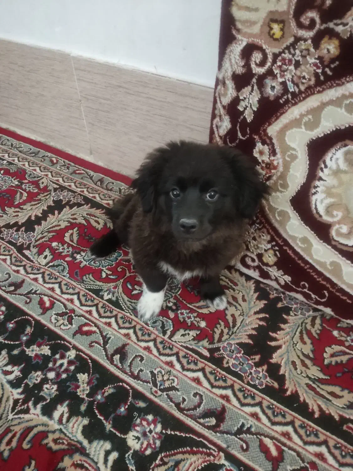 واگذاری سگ|سگ|شیراز, شهرک بزین|دیوار