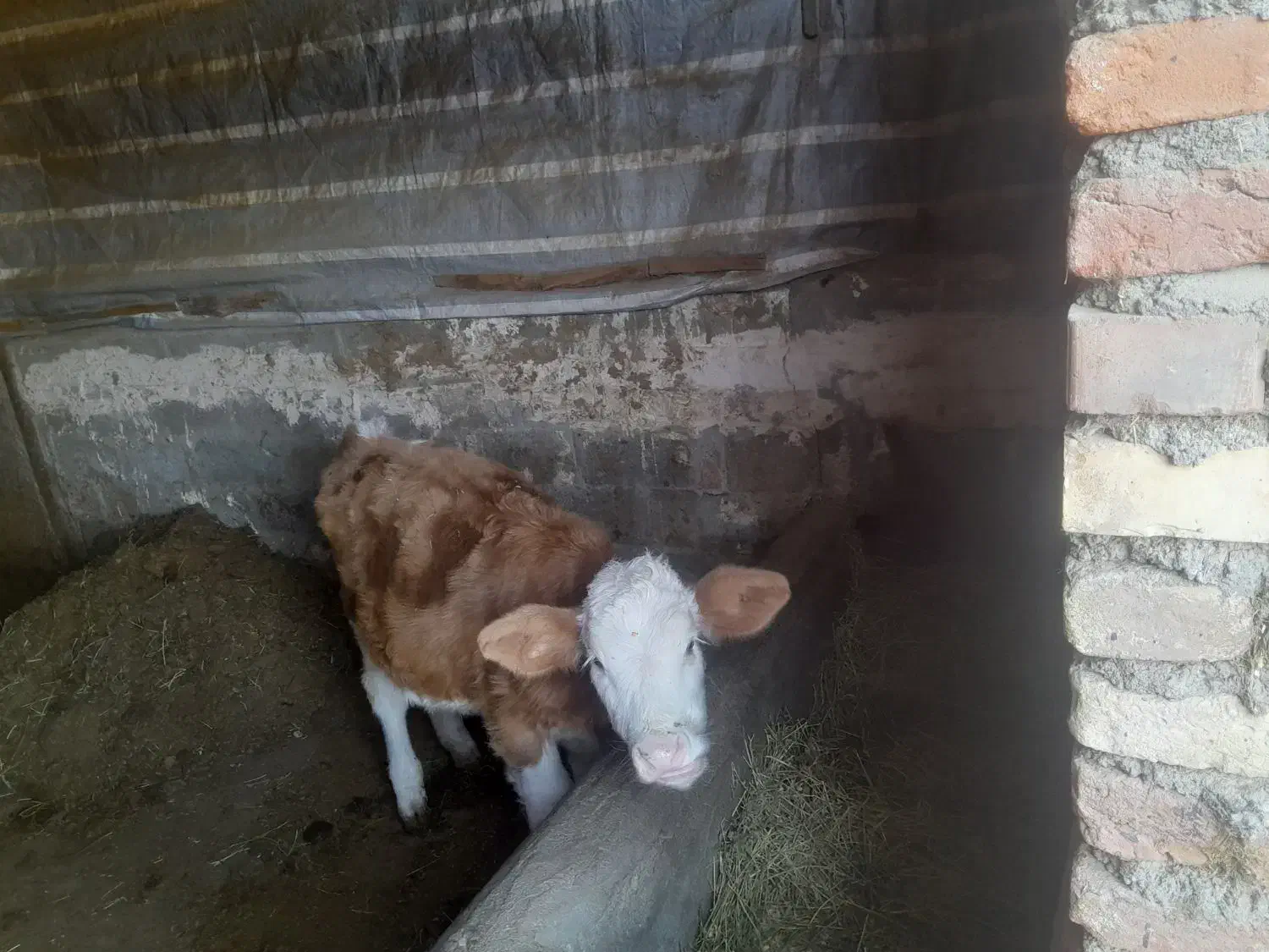 گاو و گوساله|حیوانات مزرعه|چهاربرج, |دیوار