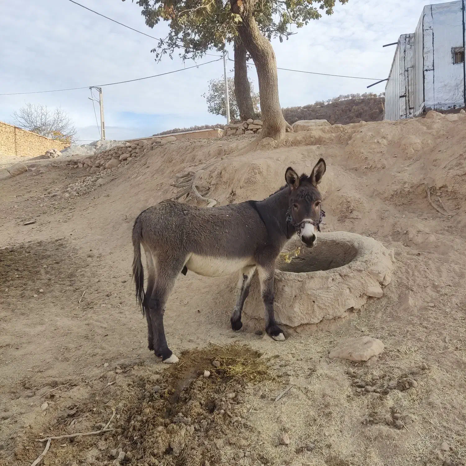 الاغ باری|حیوانات مزرعه|منج, |دیوار