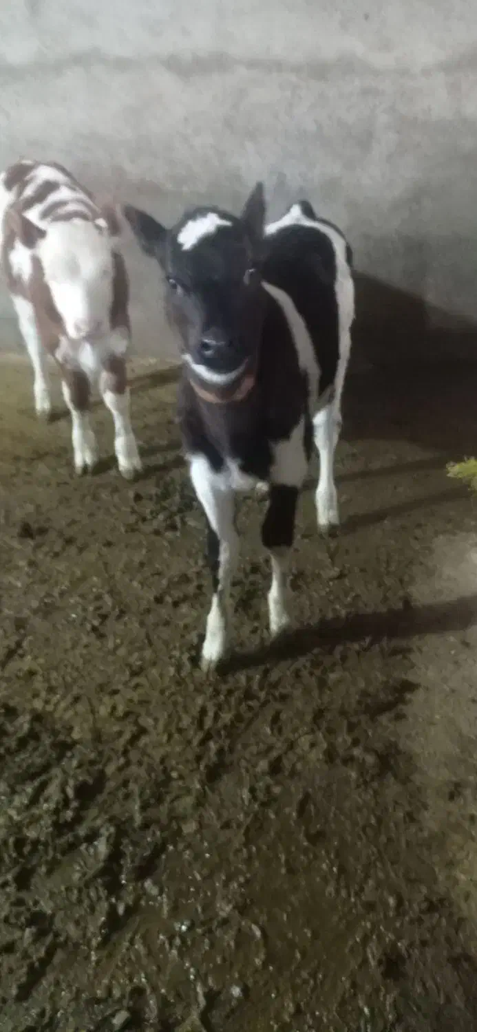 گاوهلشتاین|حیوانات مزرعه|ماهنشان, |دیوار