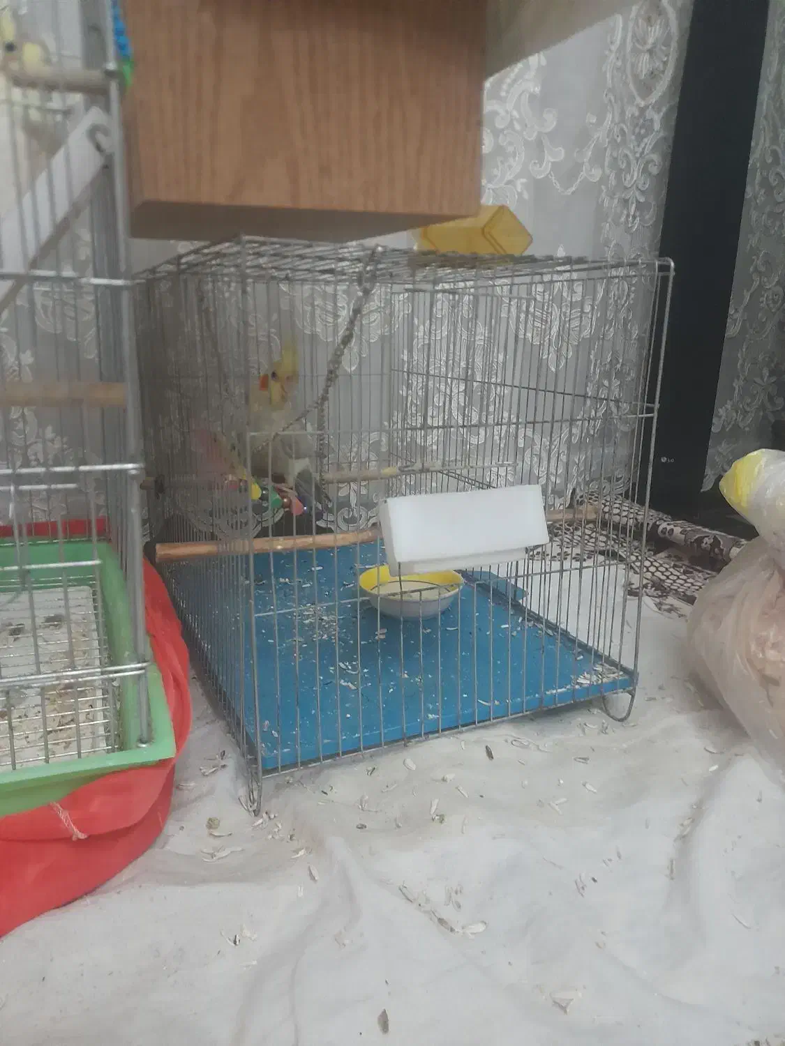 عروس هلندی|پرنده|قرچک, میرزائی شمالی|دیوار