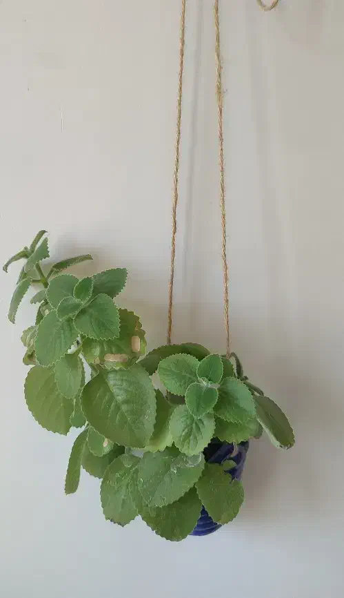 گل خونگی|گل و گیاه طبیعی|دهگلان, |دیوار