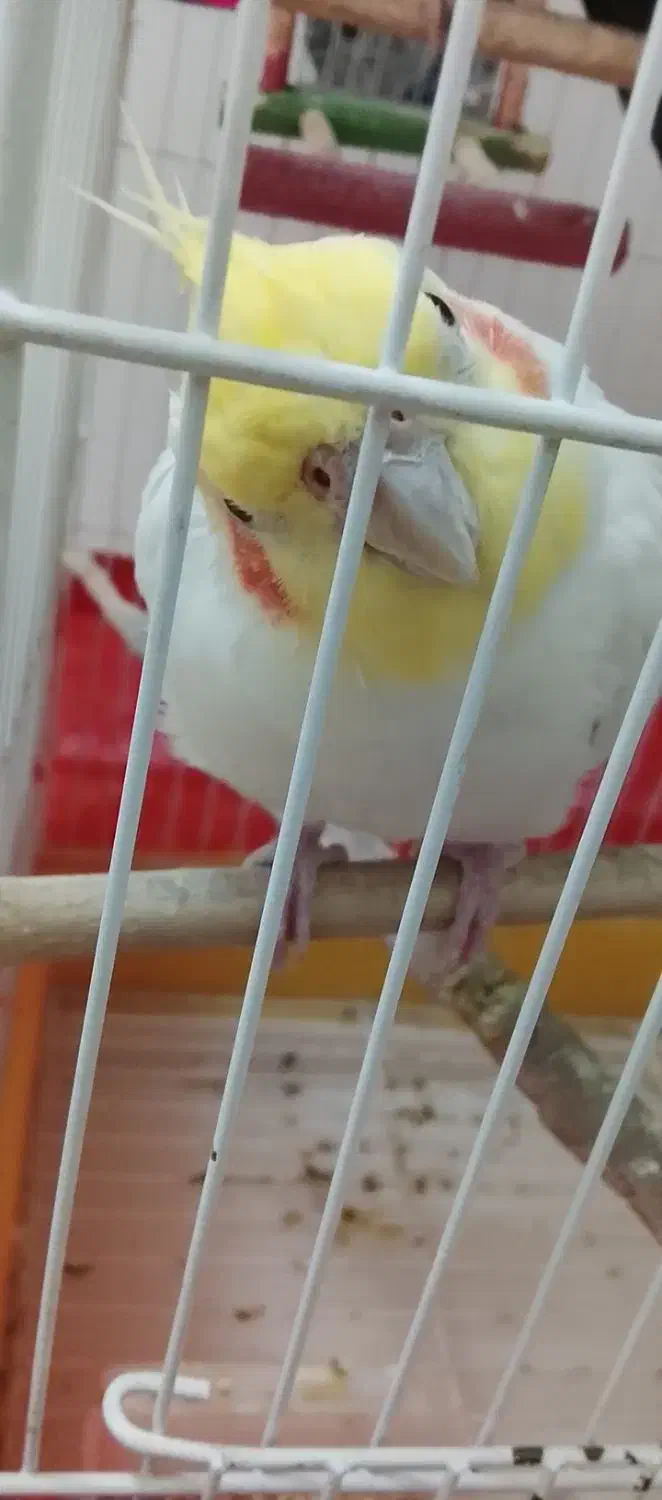 عروس هلندی نر فوری|پرنده|پیشوا, |دیوار