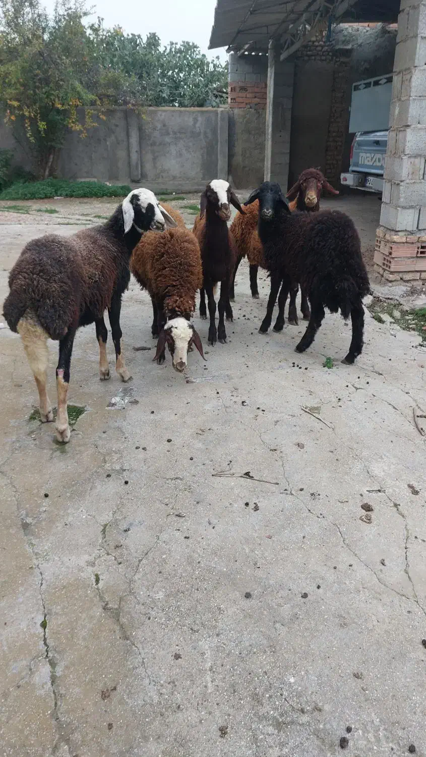 بره نر پرواری|حیوانات مزرعه|گمیشان, |دیوار