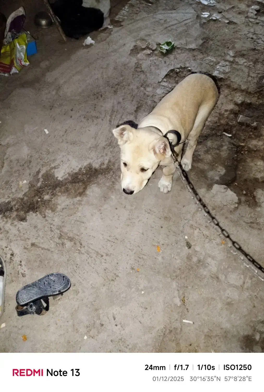 واگذاری|سگ|کرمان, |دیوار