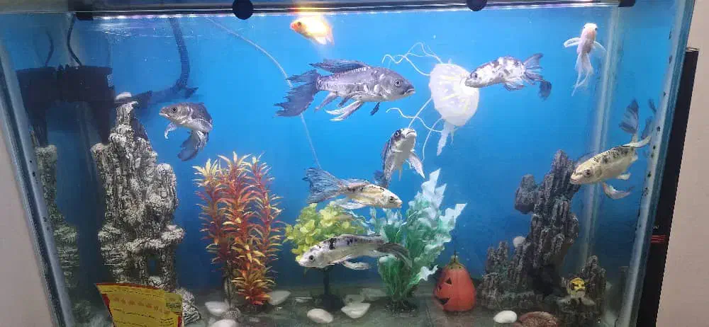 ماهی کوی سوپرباله|ماهی|چهاردانگه (تهران), |دیوار