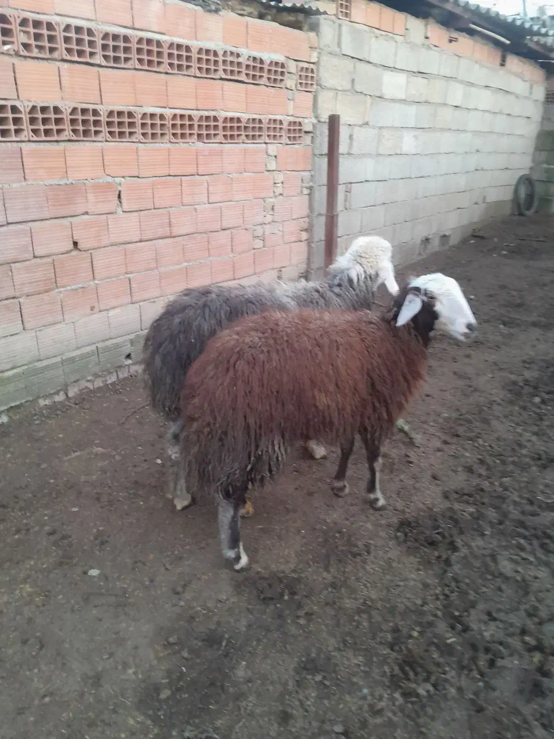 دوعدد بره ماده بزرگ|حیوانات مزرعه|آق قلا, |دیوار