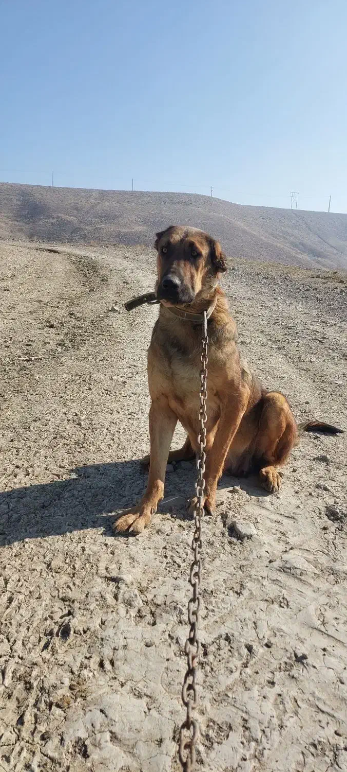 سگ ماده|سگ|صوفیان, |دیوار