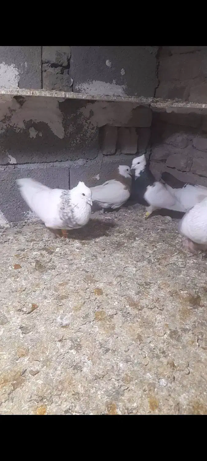 پرنده کبوتر یا کفتر|پرنده|قزوین, |دیوار